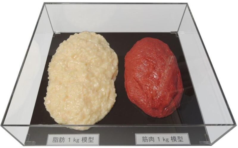 体脂肪　筋肉　量と大きさ