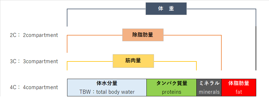 体組成　体重の中身