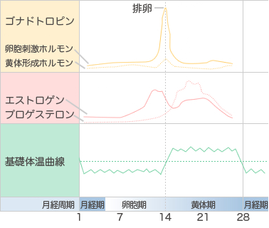 卵巣周期と子宮周期と体重増減